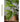 JUHAN Kaori Stylish LED Plant Lamp Indoor Décor from JUHAN