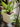 JUHAN Kintaro Modern Nordic Large-Caliber Flowerpot from JUHAN