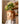 JUHAN Kiyoshi Elegant Succulent Flowerpot Art Ornament from JUHAN