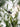 JUHAN Marisol Contemporary Scandinavian Plant Lamp from JUHAN