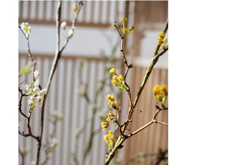 JUHAN Marisol Exquisite Floral Branches Super Long Dried Flowers Decor from JUHAN