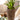 JUHAN Marzanna Vintage Crafted Breathable Flowerpot from JUHAN