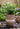 JUHAN Sakura Haruki Large Breathable Flowerpot from JUHAN
