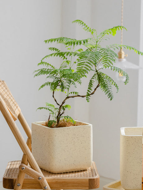 JUHAN Santiago Minimalist Square Planting Basin from JUHAN