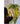 JUHAN Santiago Vintage Creative Retro Ceiling Lamp from JUHAN