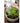 JUHAN Seraphina Charming Rabbit Flower Pot Decorative Table Jewelry from JUHAN