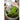 JUHAN Seraphina Charming Rabbit Flower Pot Decorative Table Jewelry from JUHAN