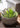 JUHAN Seraphina Charming Rabbit Flower Pot Decorative Table Jewelry from JUHAN