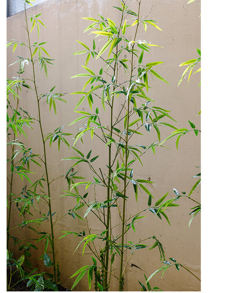 JUHAN Seraphina Eco-Friendly Bamboo Partition Screen from JUHAN
