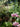 JUHAN Solene Elegant Tube Plant Lamp for Gazebo Decorations from JUHAN