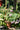 JUHAN Solene Elegant Tube Plant Lamp for Gazebo Decorations from JUHAN