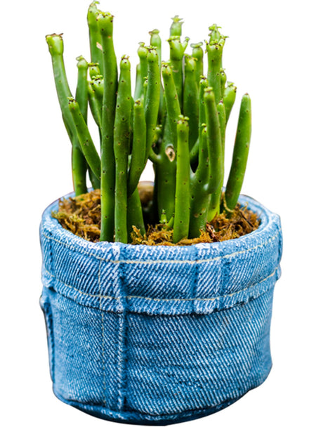 JUHAN Sotsuji Denim Pocket Floral Desktop Decor from JUHAN