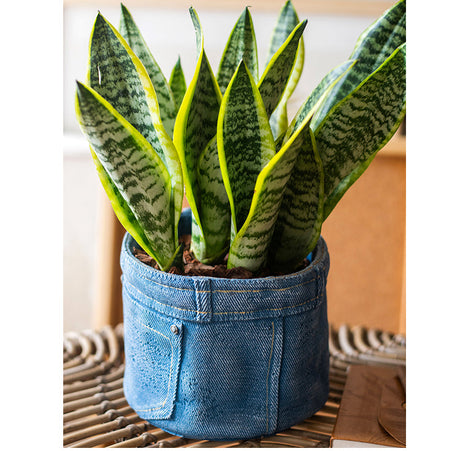 JUHAN Sotsuji Denim Pocket Floral Desktop Decor from JUHAN