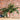 JUHAN Thalassa Ornate Greenery Simulation Plant Arrangement Decor from JUHAN