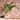 JUHAN Thalassa Ornate Greenery Simulation Plant Arrangement Decor from JUHAN