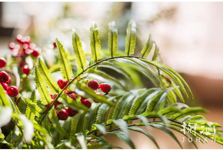 JUHAN Thalassa Ornate Greenery Simulation Plant Arrangement Decor from JUHAN