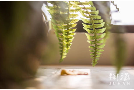 JUHAN Thalassa Ornate Greenery Simulation Plant Arrangement Decor from JUHAN