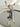 LIVETAI Isolde Charming Natural Conch Fork from LIVETAI