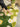 MATREPUBLIC Alhambra Floral Light Luxury Carpet from MATREPUBLIC