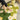 MATREPUBLIC Alhambra Floral Light Luxury Carpet from MATREPUBLIC
