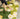 MATREPUBLIC Alhambra Floral Light Luxury Carpet from MATREPUBLIC