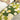 MATREPUBLIC Alhambra Floral Light Luxury Carpet from MATREPUBLIC