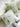 YOULI Clementine Adorable Fresh Green Pillowcase Sofa Cushion from YOULI