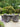 DIME GARDEN Callista Elegant Patio Umbrella Dining Set from DIME GARDEN