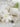 YOULI Penelope Creamy Cute Floral Pillowcase from YOULI