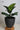 KERRY Handmade Black Hole Flower Pot from maija
