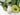RUG HOME Aeliana Lush Green Moss Floor Mat from RUG HOME