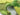RUG HOME Aeliana Lush Green Moss Floor Mat from RUG HOME