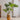 JUHAN Kaori Stylish LED Plant Lamp Indoor Décor from JUHAN