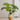 JUHAN Kaori Stylish LED Plant Lamp Indoor Décor from JUHAN
