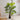 JUHAN Kaori Stylish LED Plant Lamp Indoor Décor from JUHAN