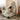 ROOOOM Araceli Creative Cute Bean Bag Chair from ROOOOM