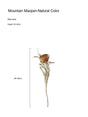 LIVETAI Marisol Whimsical Dry Flower Bouquet Decor from LIVETAI