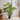 JUHAN Kaori Stylish LED Plant Lamp Indoor Décor from JUHAN