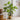 JUHAN Kaori Stylish LED Plant Lamp Indoor Décor from JUHAN