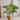 JUHAN Kaori Stylish LED Plant Lamp Indoor Décor from JUHAN