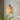 BOJI Kaori Tranquil Colorful Lanterns - Zen Lampshade Collection from BOJI
