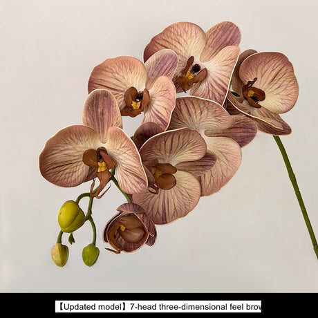 LIVETAI Marcellus Elegant Three-Dimensional Phalaenopsis Flower Arrangement from LIVETAI