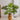 JUHAN Kaori Stylish LED Plant Lamp Indoor Décor from JUHAN