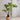 JUHAN Kaori Stylish LED Plant Lamp Indoor Décor from JUHAN