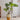JUHAN Kaori Stylish LED Plant Lamp Indoor Décor from JUHAN