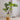 JUHAN Kaori Stylish LED Plant Lamp Indoor Décor from JUHAN