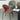 SOOGOOD Lichtenstein Elegant Shell Dining Chair from SOOGOOD