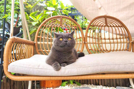 ZIYE Haruki Cozy Lounge Hanging Basket Cradle from ZIYE