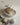 Pearly Lamp Shell from maija