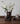 Electroplated Ceramic Vase from MOREOVER